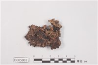 藏品(成長梅衣)的圖片